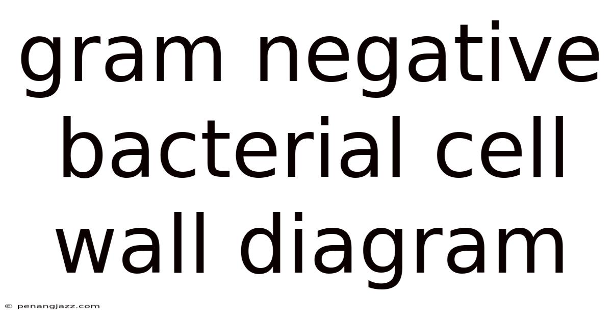 Gram Negative Bacterial Cell Wall Diagram