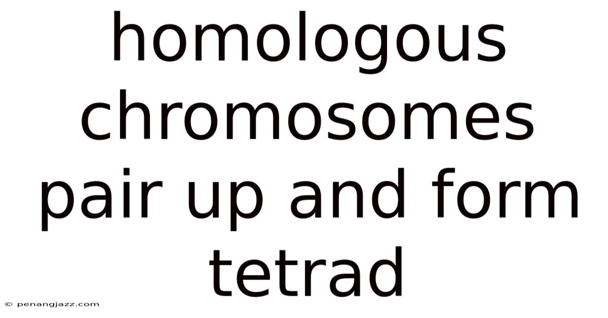 Homologous Chromosomes Pair Up And Form Tetrad