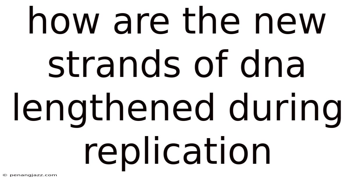How Are The New Strands Of Dna Lengthened During Replication