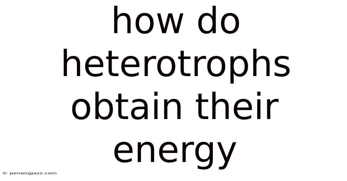 How Do Heterotrophs Obtain Their Energy