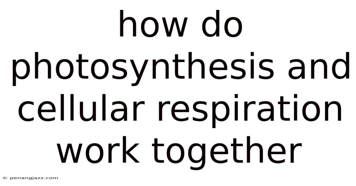 How Do Photosynthesis And Cellular Respiration Work Together