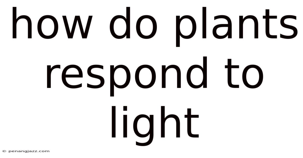 How Do Plants Respond To Light