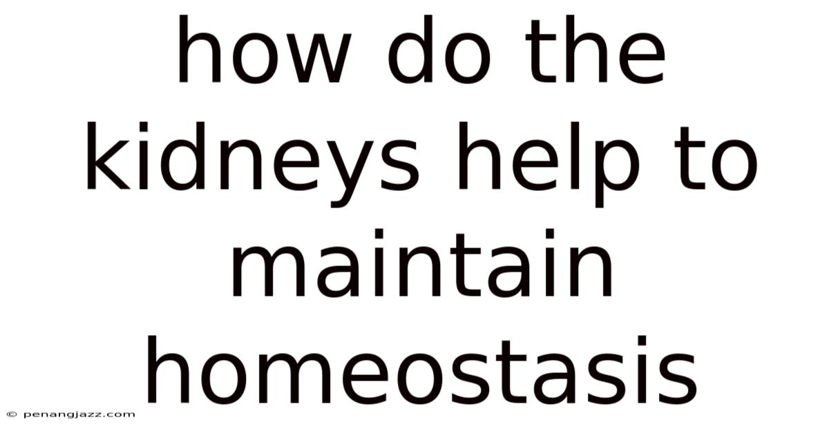 How Do The Kidneys Help To Maintain Homeostasis