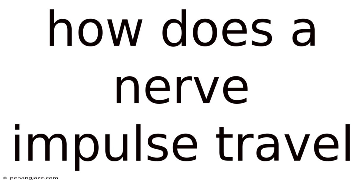 How Does A Nerve Impulse Travel