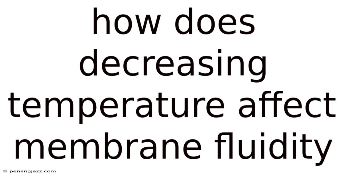 How Does Decreasing Temperature Affect Membrane Fluidity