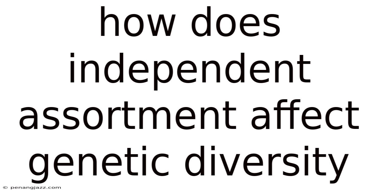 How Does Independent Assortment Affect Genetic Diversity