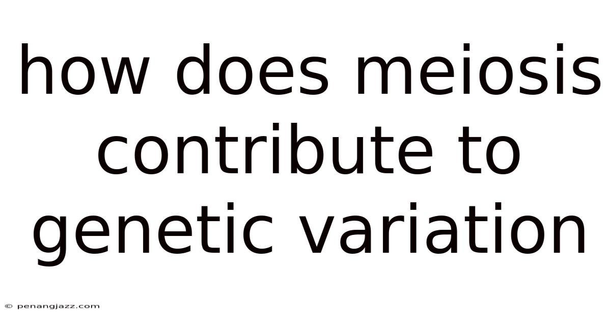 How Does Meiosis Contribute To Genetic Variation