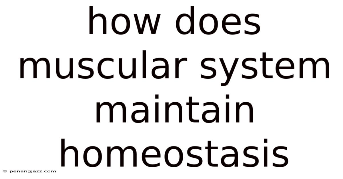 How Does Muscular System Maintain Homeostasis