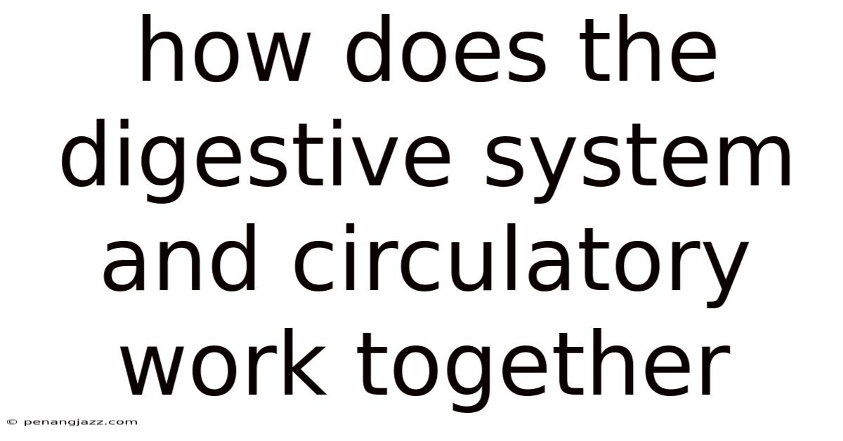 How Does The Digestive System And Circulatory Work Together
