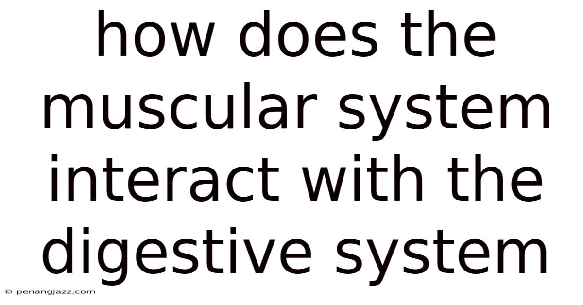 How Does The Muscular System Interact With The Digestive System