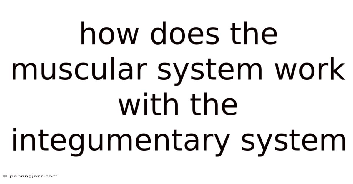 How Does The Muscular System Work With The Integumentary System