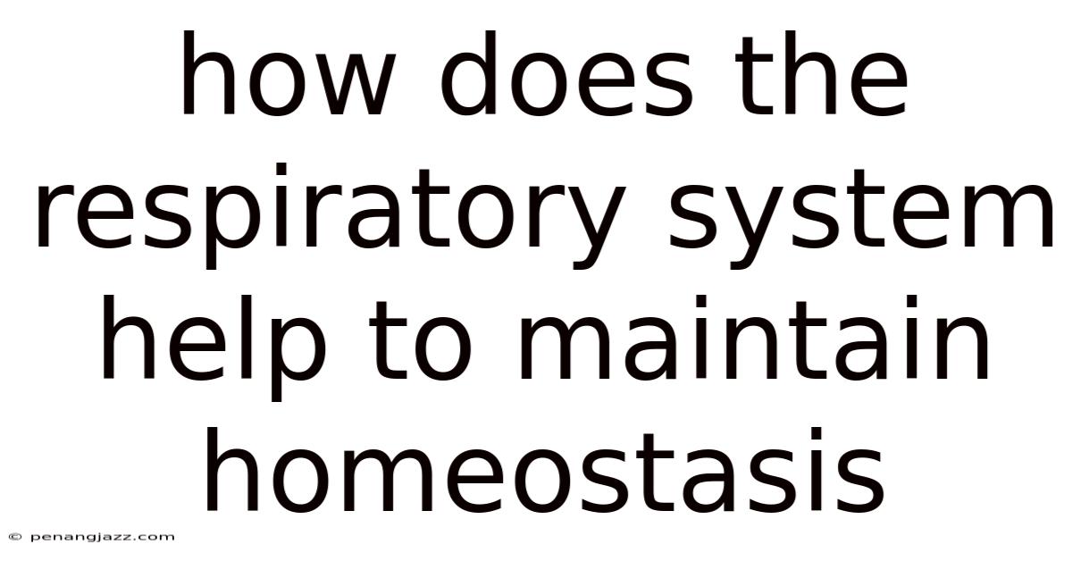 How Does The Respiratory System Help To Maintain Homeostasis