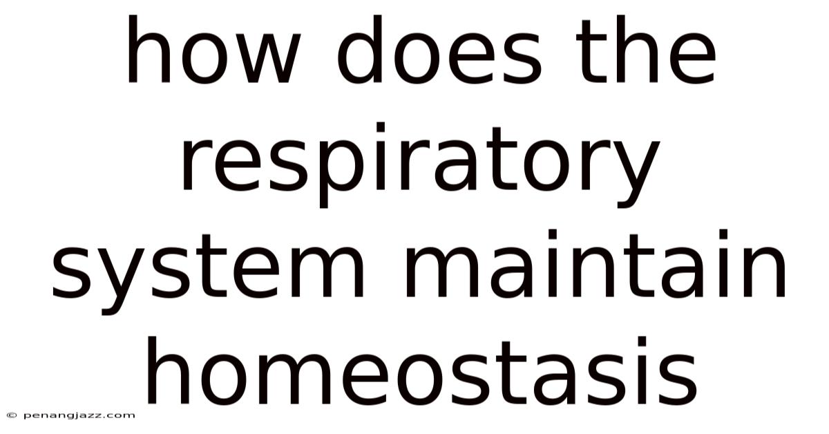 How Does The Respiratory System Maintain Homeostasis