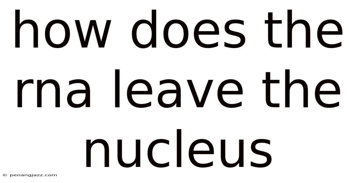 How Does The Rna Leave The Nucleus