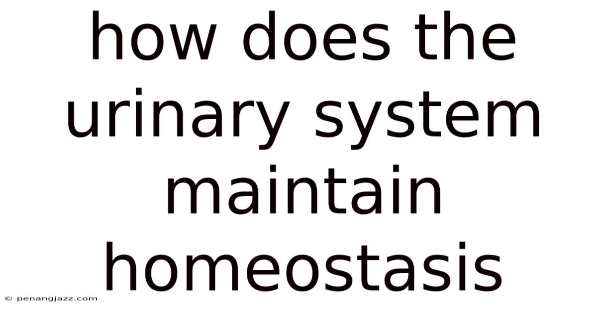 How Does The Urinary System Maintain Homeostasis