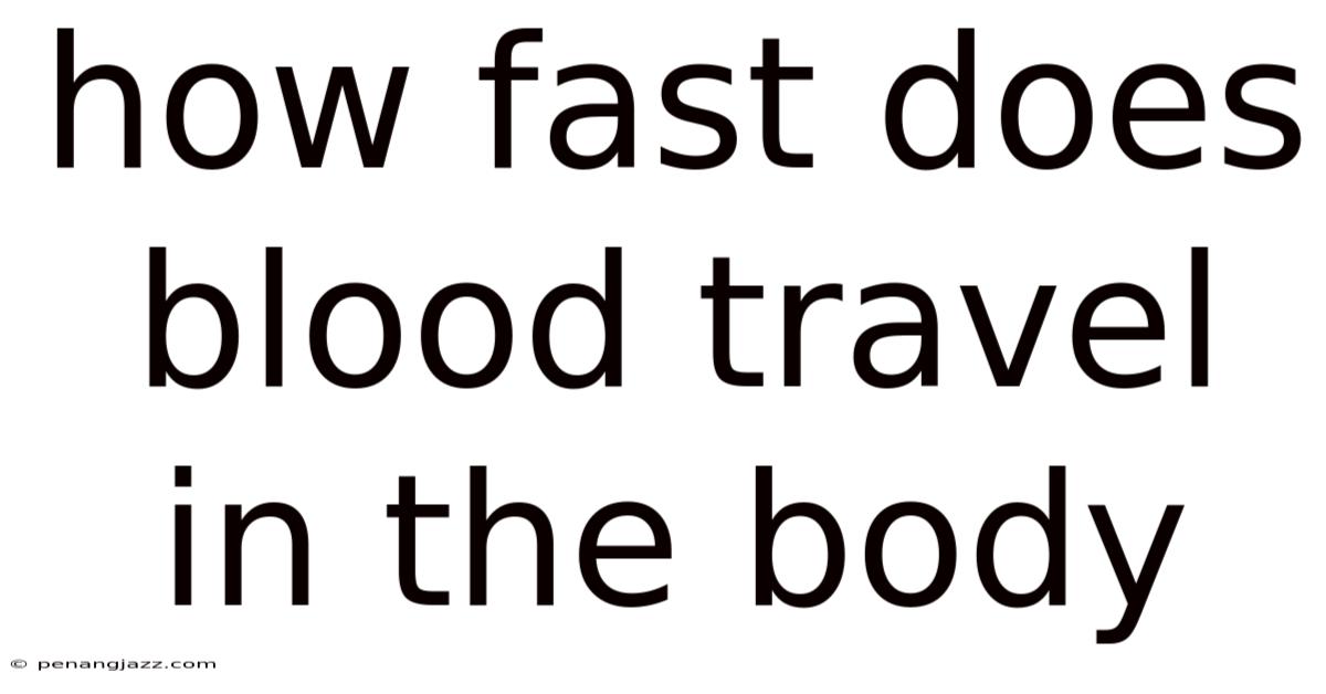 How Fast Does Blood Travel In The Body