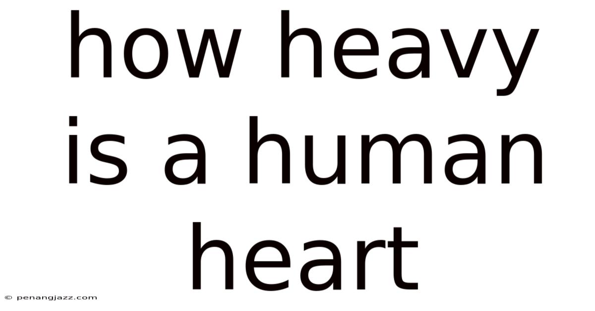 How Heavy Is A Human Heart