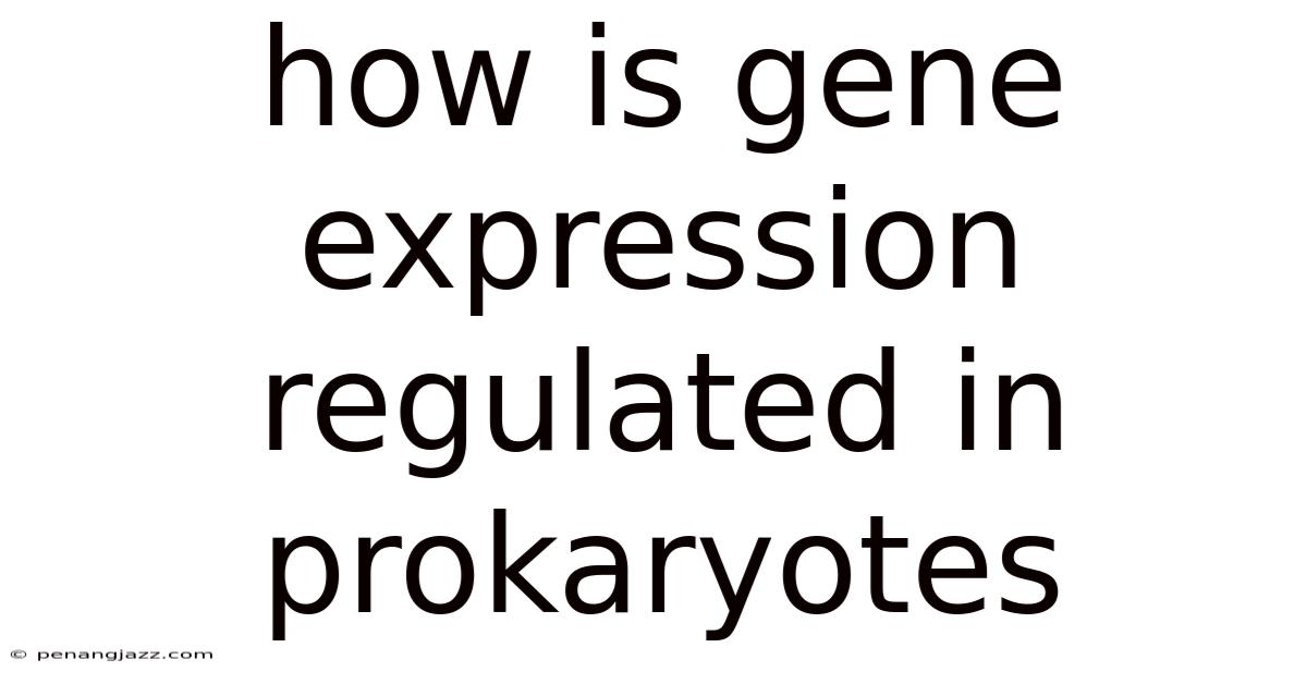 How Is Gene Expression Regulated In Prokaryotes