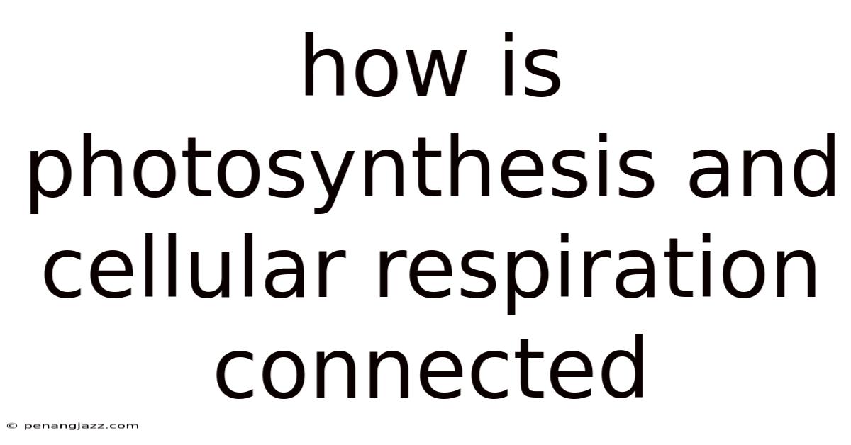 How Is Photosynthesis And Cellular Respiration Connected