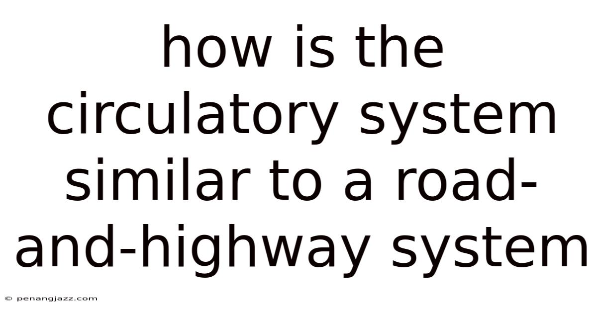 How Is The Circulatory System Similar To A Road-and-highway System