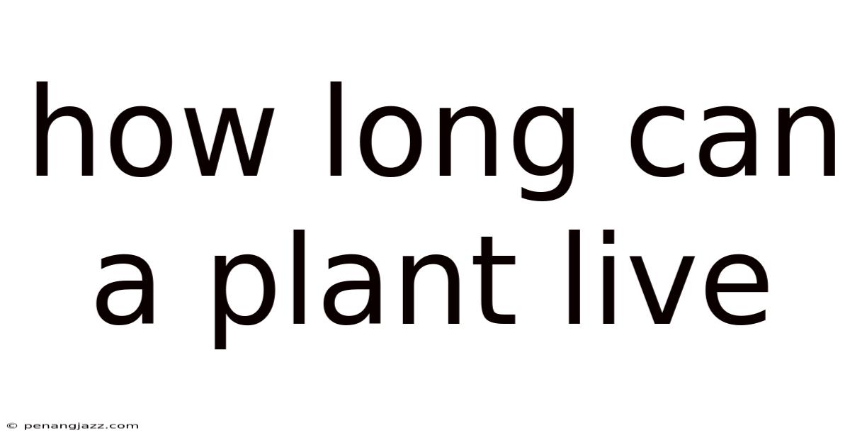 How Long Can A Plant Live