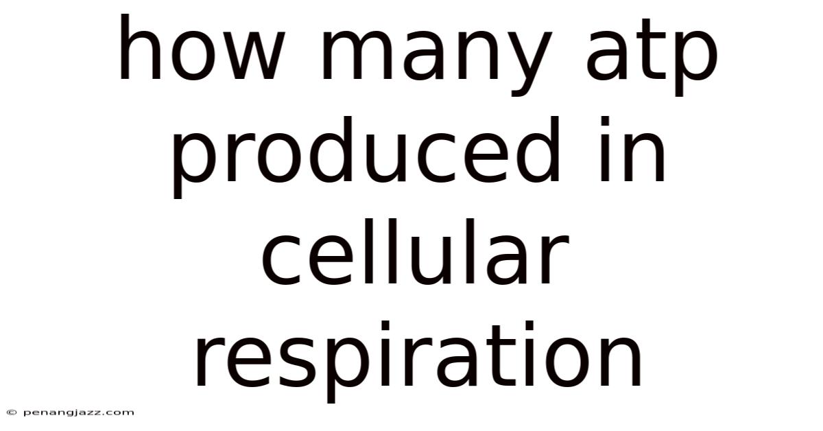 How Many Atp Produced In Cellular Respiration