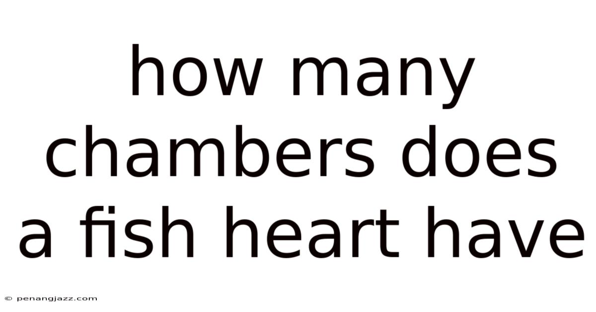 How Many Chambers Does A Fish Heart Have
