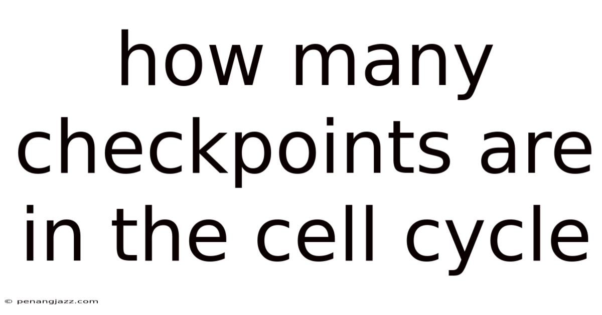How Many Checkpoints Are In The Cell Cycle