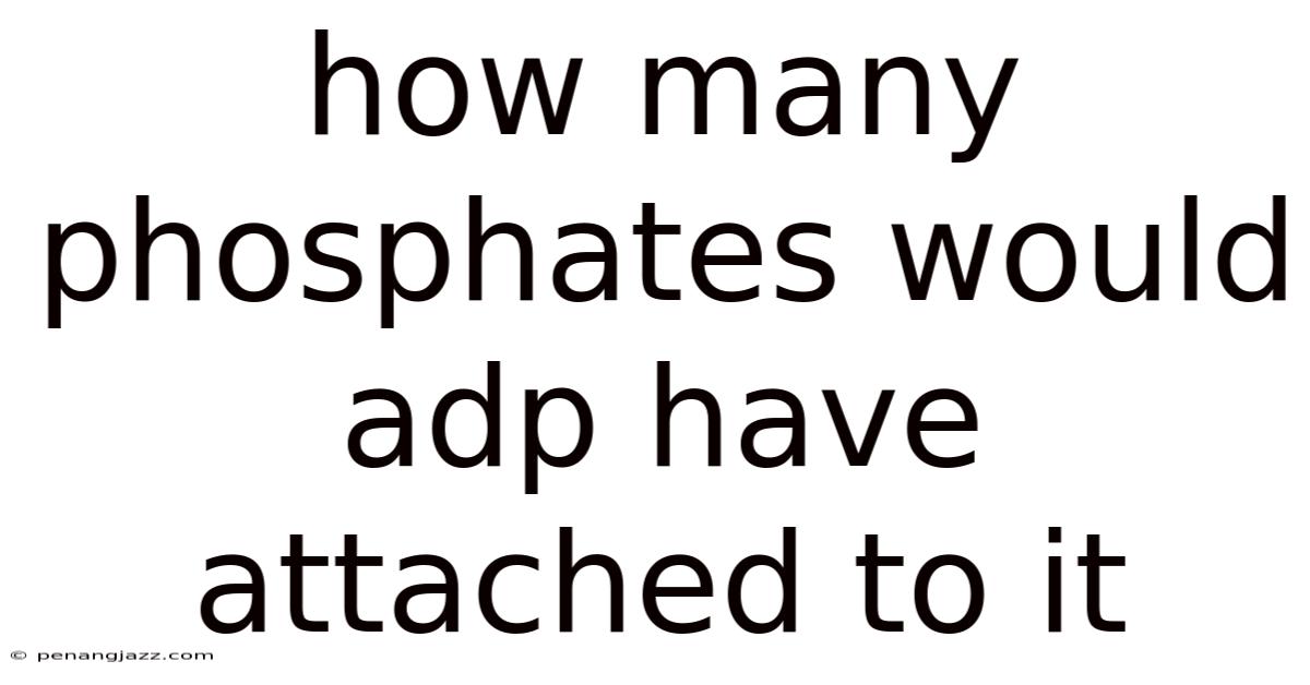 How Many Phosphates Would Adp Have Attached To It
