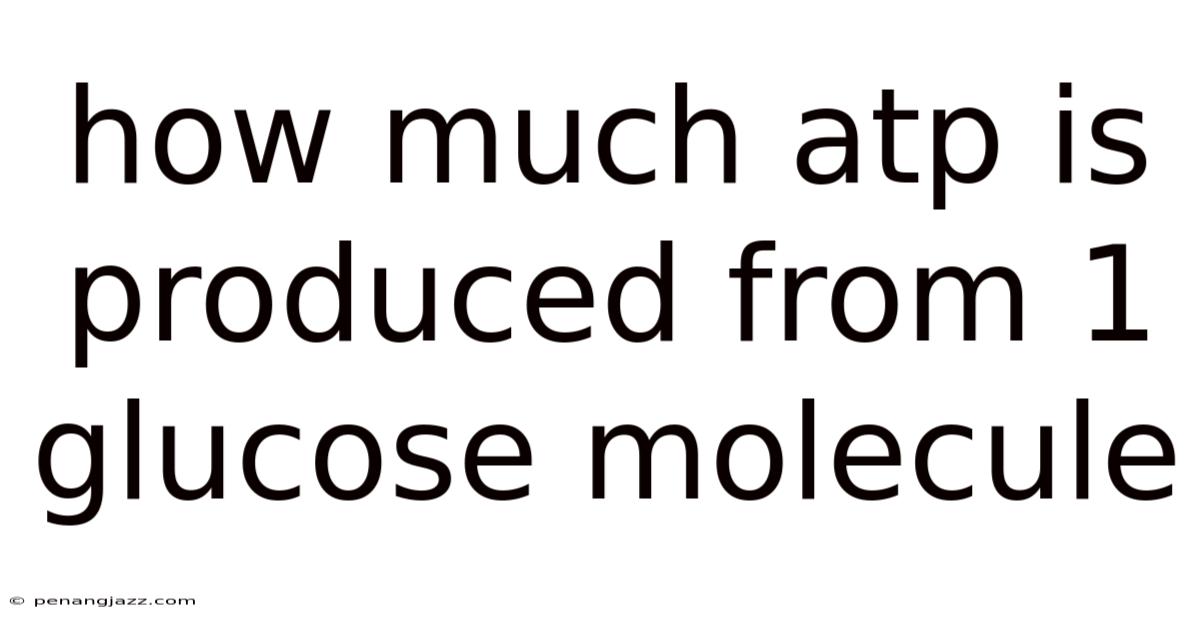 How Much Atp Is Produced From 1 Glucose Molecule