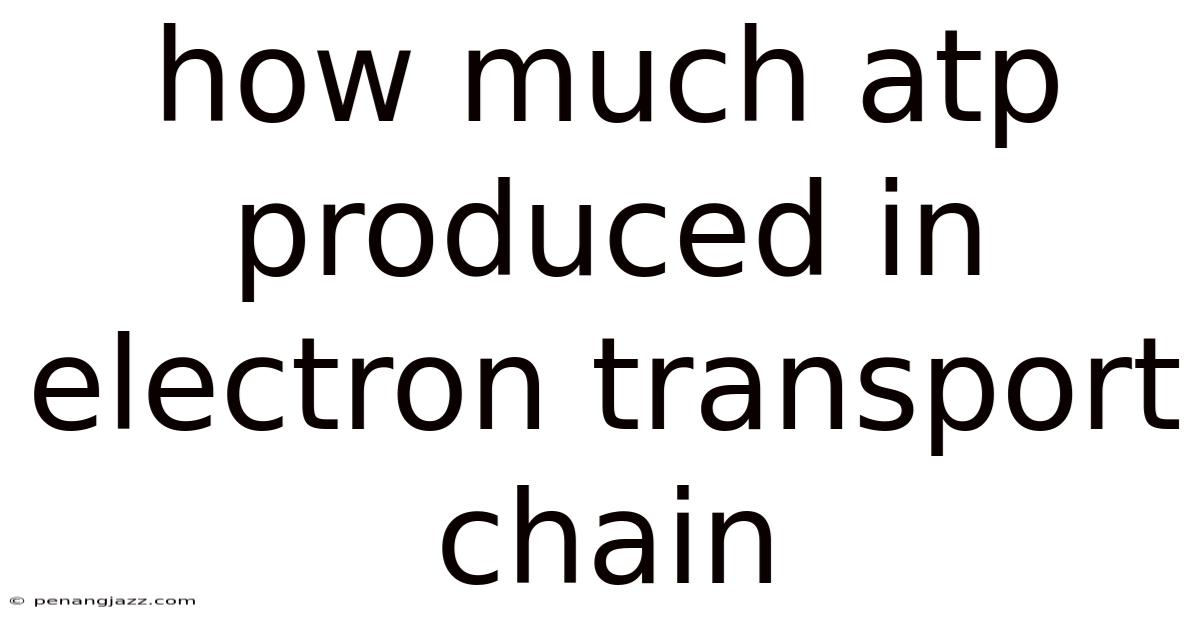 How Much Atp Produced In Electron Transport Chain