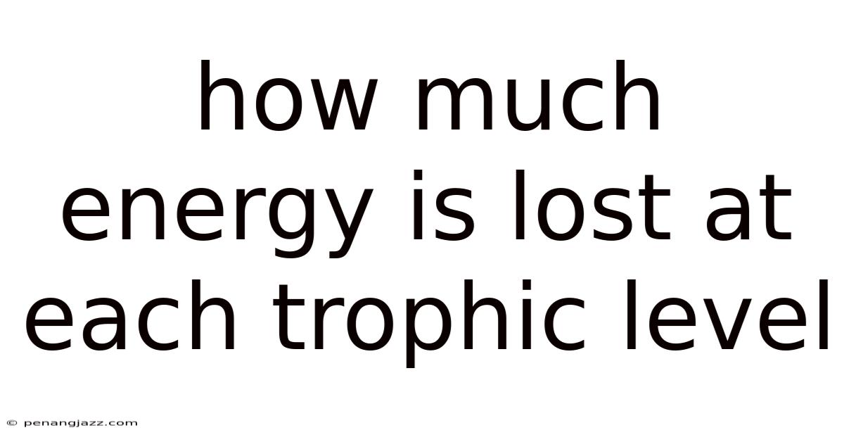 How Much Energy Is Lost At Each Trophic Level