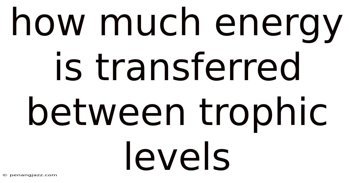 How Much Energy Is Transferred Between Trophic Levels