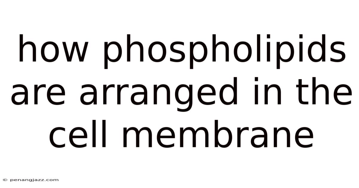 How Phospholipids Are Arranged In The Cell Membrane