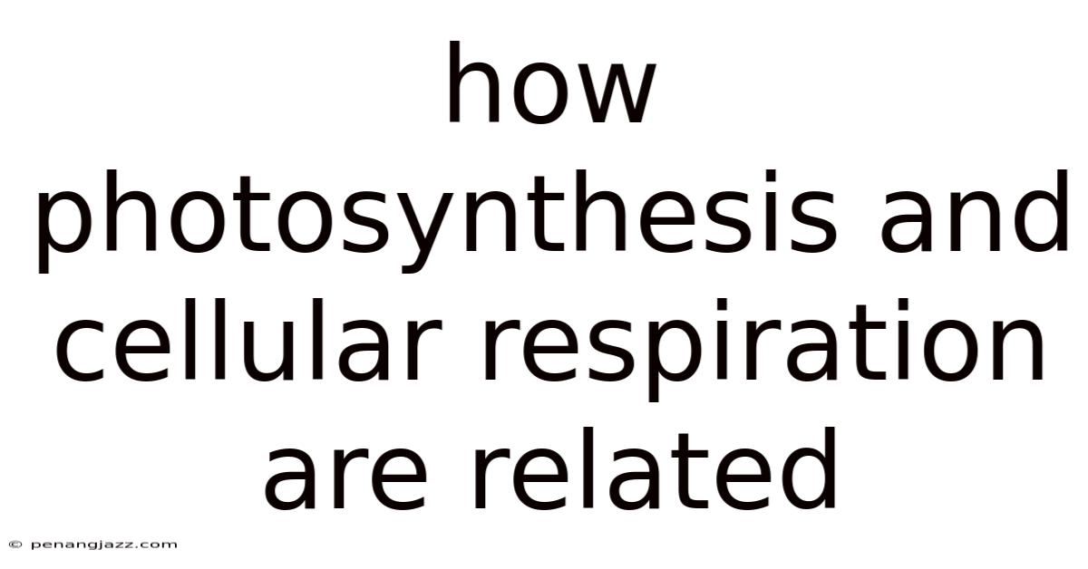 How Photosynthesis And Cellular Respiration Are Related