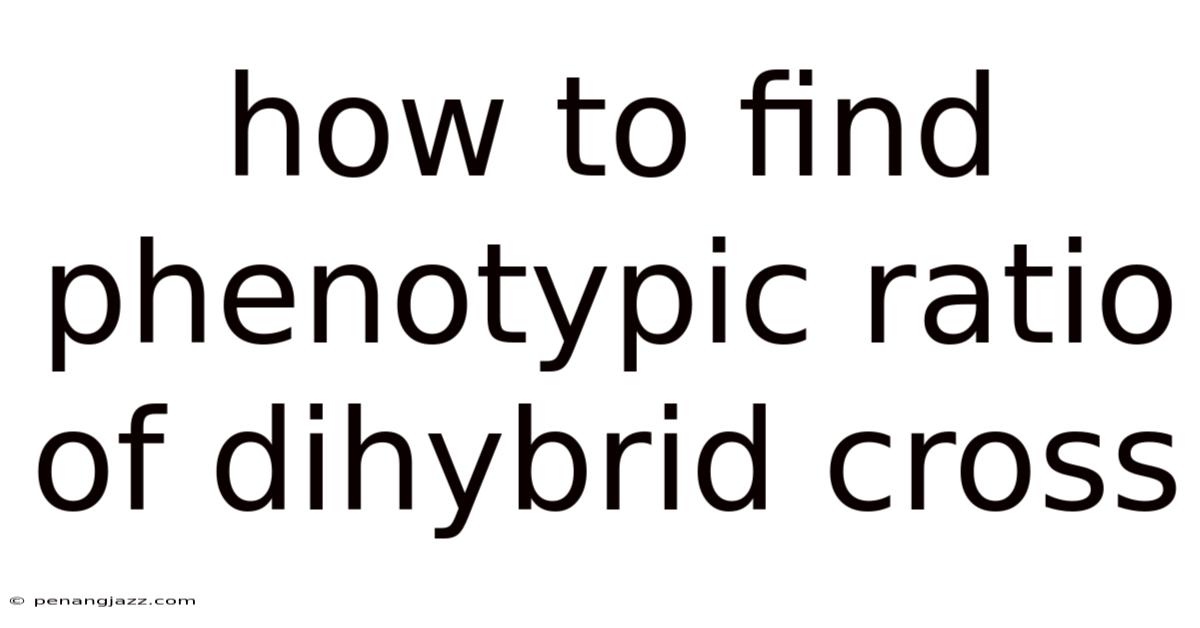How To Find Phenotypic Ratio Of Dihybrid Cross