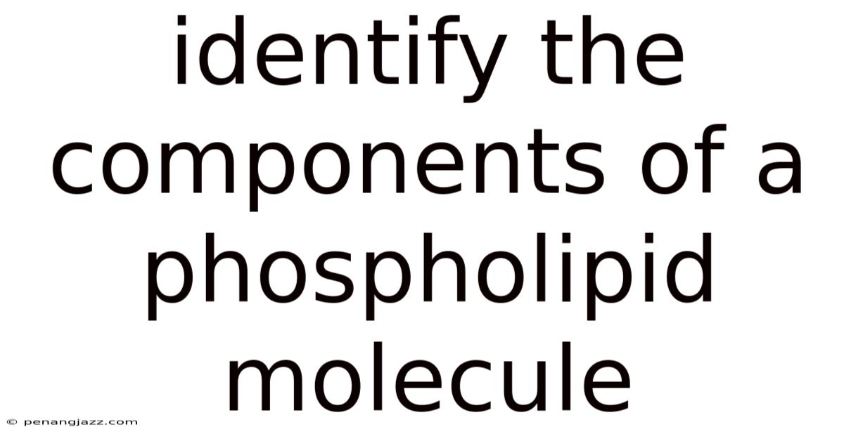 Identify The Components Of A Phospholipid Molecule