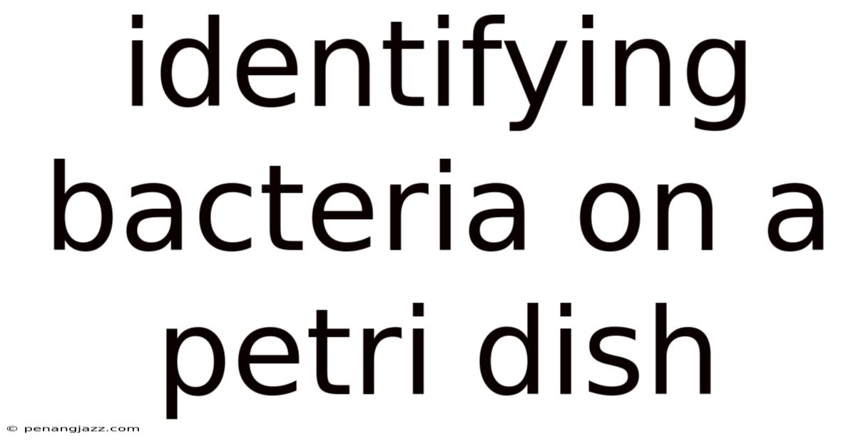 Identifying Bacteria On A Petri Dish