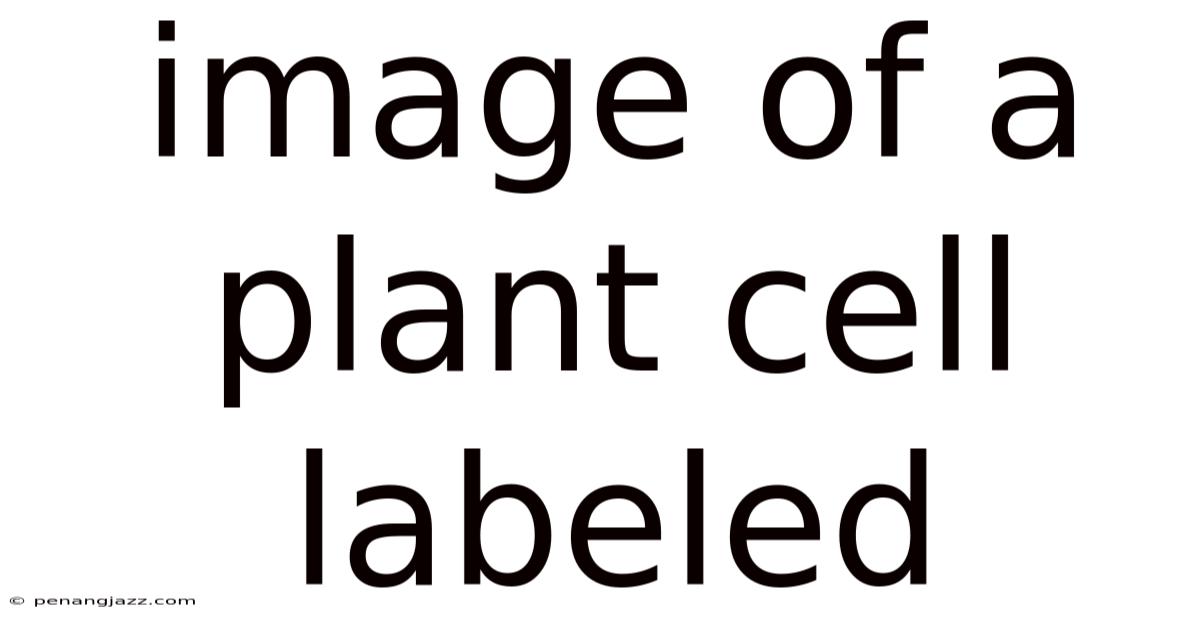 Image Of A Plant Cell Labeled
