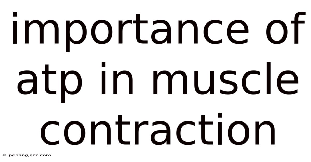 Importance Of Atp In Muscle Contraction