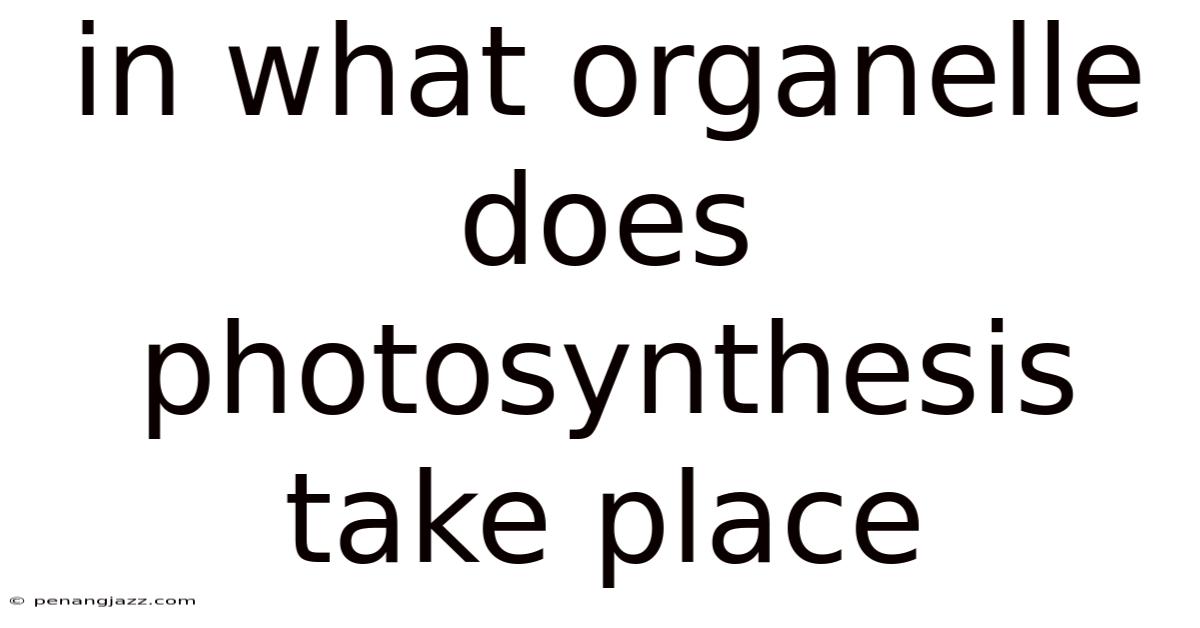 In What Organelle Does Photosynthesis Take Place