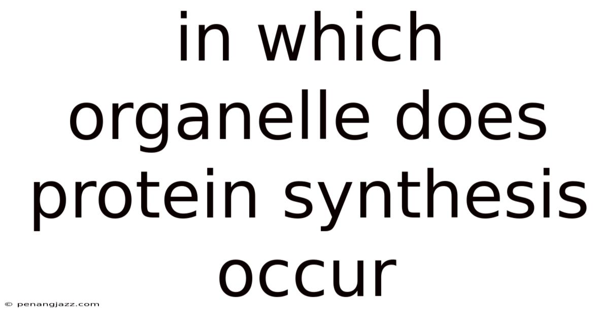 In Which Organelle Does Protein Synthesis Occur