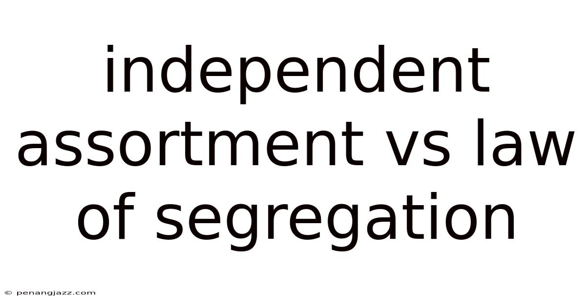 Independent Assortment Vs Law Of Segregation