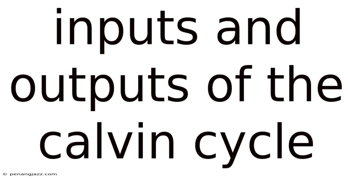 Inputs And Outputs Of The Calvin Cycle