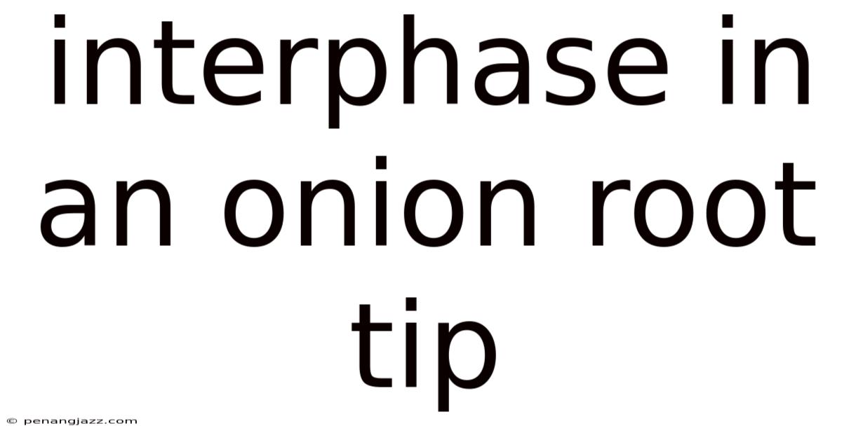Interphase In An Onion Root Tip