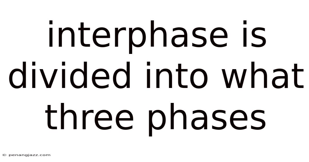 Interphase Is Divided Into What Three Phases