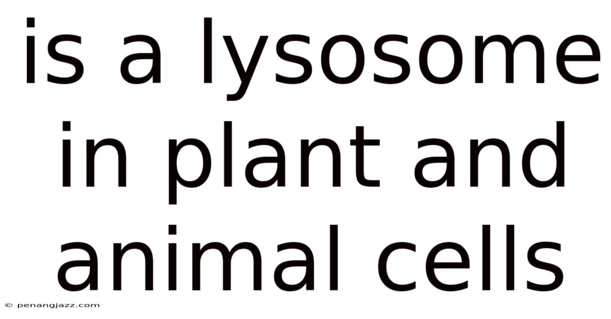 Is A Lysosome In Plant And Animal Cells