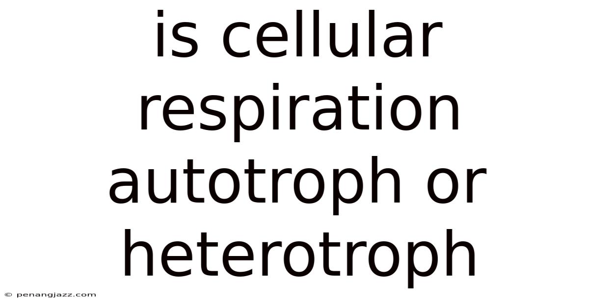 Is Cellular Respiration Autotroph Or Heterotroph