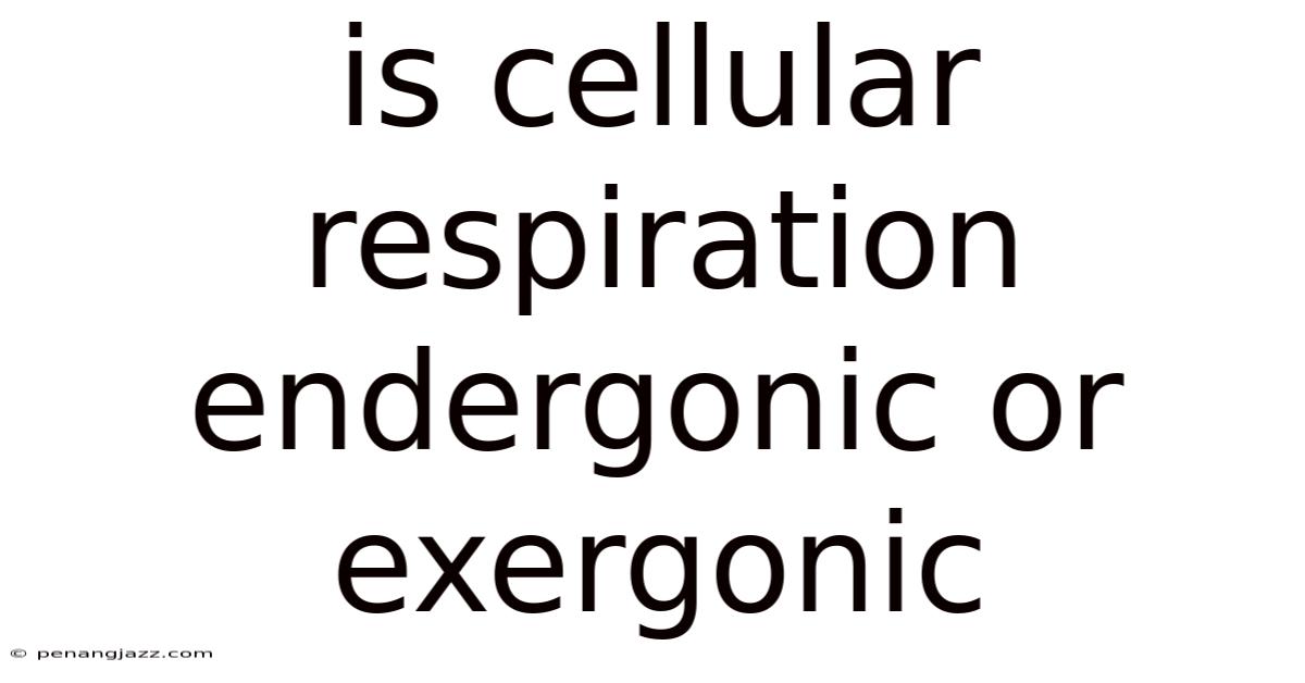 Is Cellular Respiration Endergonic Or Exergonic