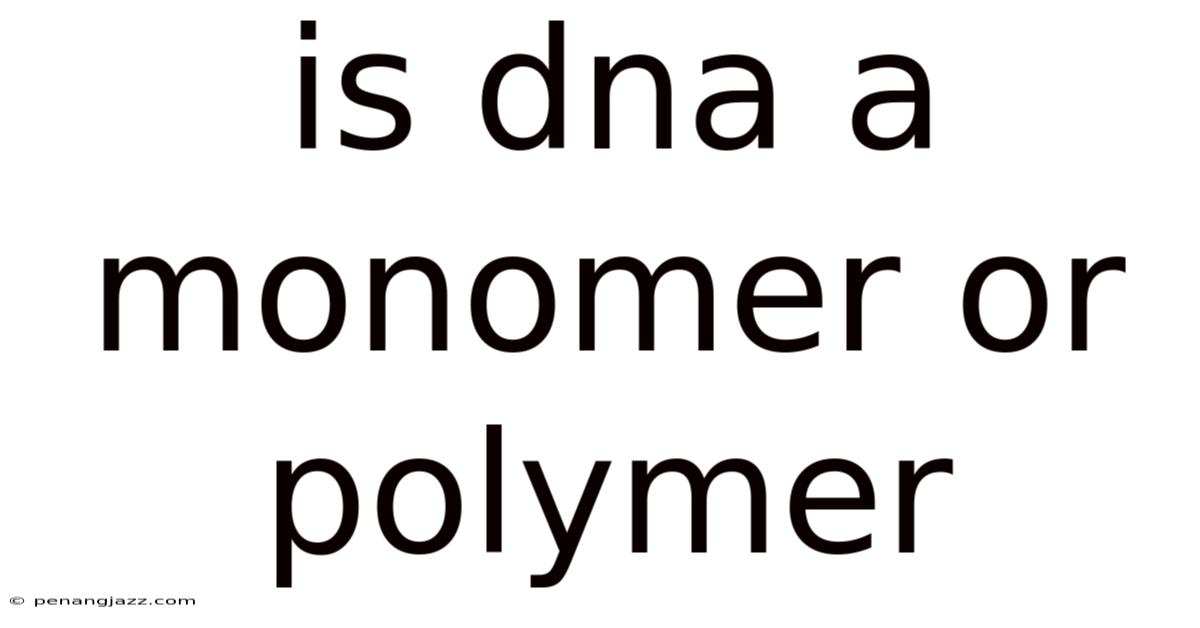 Is Dna A Monomer Or Polymer